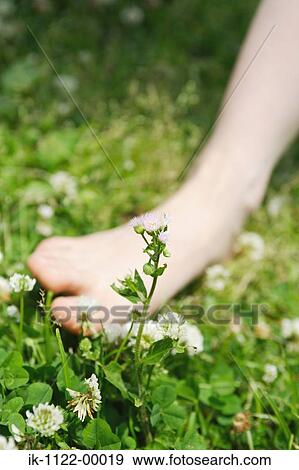 Stock Photo - Leg of a person and white flowers. Fotosearch