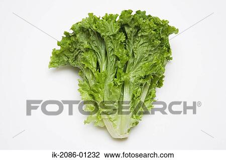 Stock Image - Lettuce on White Background. Fotosearch