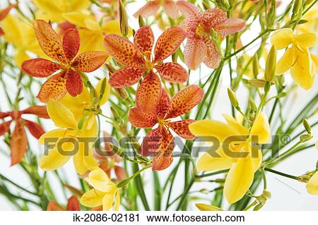 Lilies blooming and blossoming View Large Photo Image Stock Image - Lilies blooming and blossoming . Fotosearch