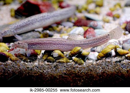 Stock Photography - Loach Under Fresh Water. Fotosearch
