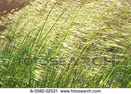 Long Grass Fluttering in Autumn View Large Photo Image Stock Image - Long Grass Fluttering in Autumn. Fotosearch