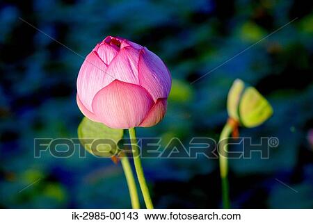 Stock Image - Lotus Flower Bud. Fotosearch
