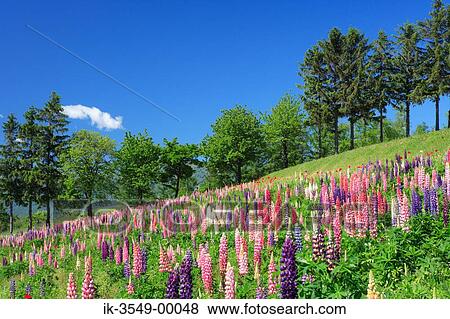 Lupine flowers in a meadow View Large Photo Image Stock Photo - Lupine flowers in a meadow. Fotosearch