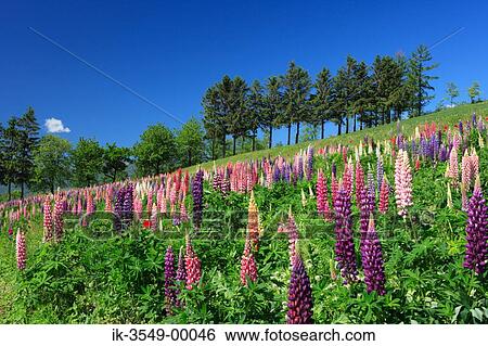Stock Photograph - Lupine flowers in a meadow with trees in background. Fotosearch