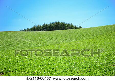Stock Photo - Lush green plants growing in a field. Fotosearch