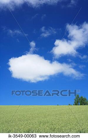 Lush green vegetation in a field with blue sky in background View Large Photo Image Stock Image - Lush green vegetation in a field with blue sky in background. Fotosearch