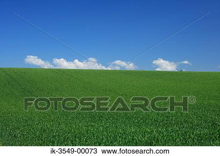 Lush green vegetation in a field with blue sky in background View Large Photo Image Stock Image - Lush green vegetation in a field with blue sky in background. Fotosearch
