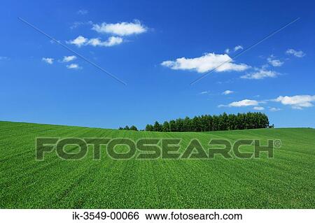 Stock Photograph - Lush green vegetation in a field with blue sky in background. Fotosearch