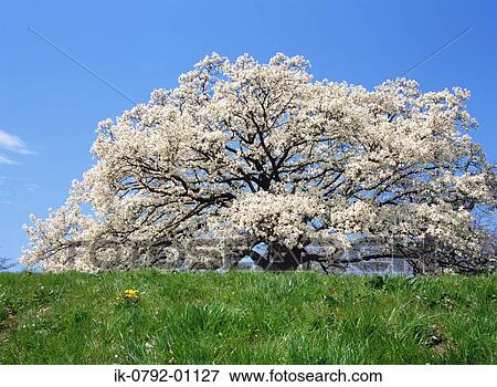 Magnolia Tree Blooming with White Flowers View Large Photo Image Stock Photo - Magnolia Tree Blooming with White Flowers. Fotosearch