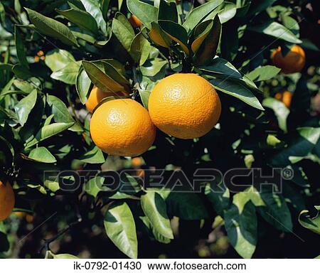 Mandarin Orange on Tree View Large Photo Image Stock Image - Mandarin Orange on Tree. Fotosearch