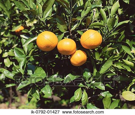 Mandarin Orange on Tree View Large Photo Image Stock Photo - Mandarin Orange on Tree. Fotosearch