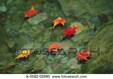 Stock Image - Maple Leaves Floating on Water Surface. Fotosearch
