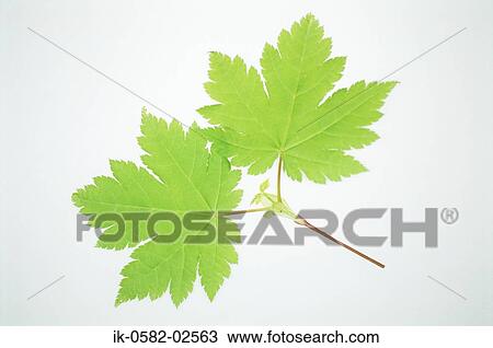 Maple Leaves on White Background View Large Photo Image Stock Image - Maple Leaves on White Background. Fotosearch
