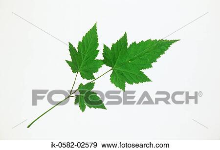 Maple Leaves on White Background View Large Photo Image Stock Photo - Maple Leaves on White Background. Fotosearch