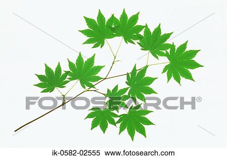 Maple Leaves on White Background View Large Photo Image Stock Photography - Maple Leaves on White Background. Fotosearch