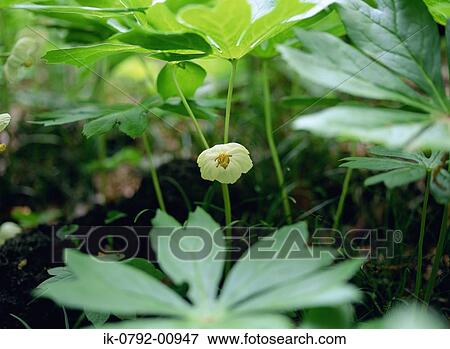 Stock Photo - Mayapple Flower Blooming in Forest. Fotosearch