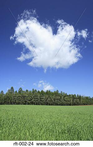 Picture - Meadow Fields. Fotosearch