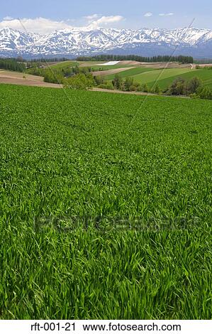 Meadow Fields View Large Photo Image Stock Image - Meadow Fields. Fotosearch