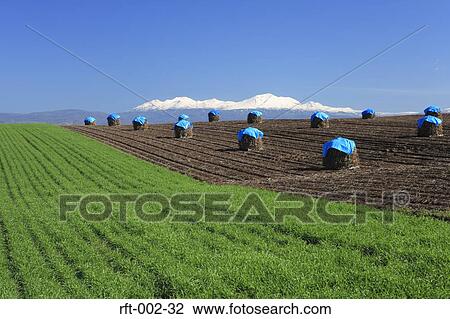 Meadow Fields View Large Photo Image Stock Image - Meadow Fields. Fotosearch