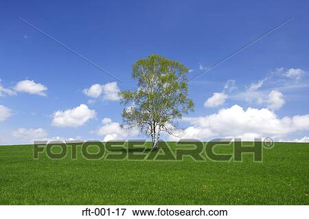 Meadow Fields View Large Photo Image Stock Photo - Meadow Fields. Fotosearch