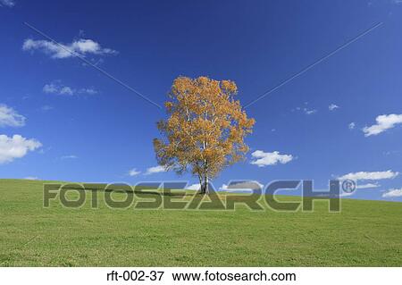 Stock Photo - Meadow Fields. Fotosearch