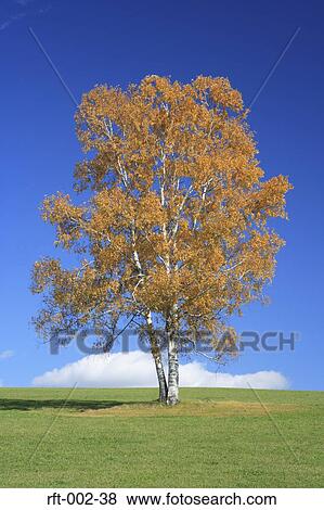 Meadow Fields View Large Photo Image Stock Photo - Meadow Fields. Fotosearch