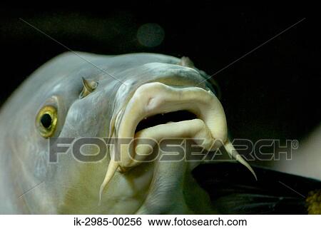 Stock Photograph - Minnow Fish with Mouth Open. Fotosearch