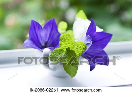 Mint and bellflowers in a vase View Large Photo Image Stock Image - Mint and bellflowers in a vase. Fotosearch