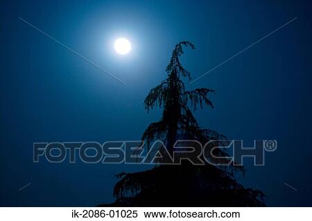 Moon in Night Sky with Silhouette of Tree View Large Photo Image Stock Photography - Moon in Night Sky with Silhouette of Tree. Fotosearch