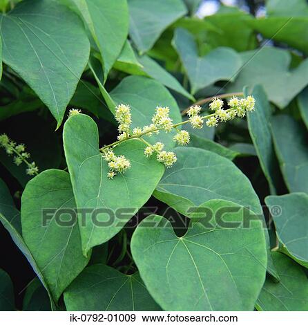 Moonseed Plant Blooming with Flowers View Large Photo Image Stock Photo - Moonseed Plant Blooming with Flowers. Fotosearch