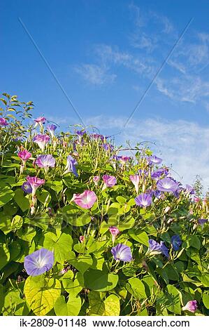 Morning Glory Blooming in Autumn, Japan View Large Photo Image Stock Photo - Morning Glory Blooming in Autumn, Japan. Fotosearch