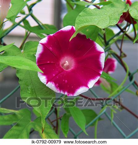 Morning Glory Growing in Garden View Large Photo Image Stock Photo - Morning Glory Growing in Garden. Fotosearch