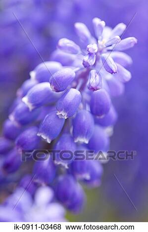Muscari Flowers View Large Photo Image Stock Photo - Muscari Flowers. Fotosearch