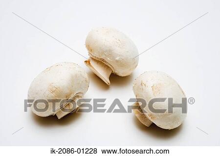 Mushroom on White Background View Large Photo Image Stock Photo - Mushroom on White Background. Fotosearch