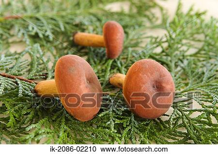 Mushrooms lying on plant View Large Photo Image Stock Image - Mushrooms lying on plant. Fotosearch