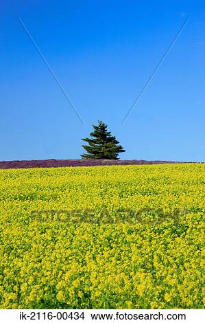 Mustard flowers growing in farmland View Large Photo Image Picture - Mustard flowers growing in farmland. Fotosearch