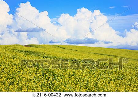 Mustard flowers growing in farmland View Large Photo Image Stock Image - Mustard flowers growing in farmland. Fotosearch