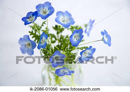 Nemophila Flowers on White Background View Large Photo Image Stock Photograph - Nemophila Flowers on White Background. Fotosearch