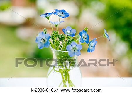 Stock Photo - Nemophila Flowers Vase in Garden. Fotosearch
