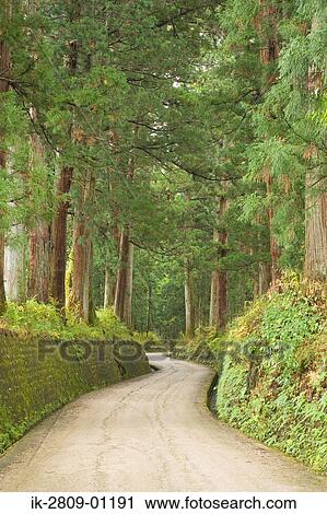 Nikko Avenue of Cedar Trees Nikko Tochigi Prefecture, Japan View Large Photo Image Stock Image - Nikko Avenue of Cedar Trees Nikko Tochigi Prefecture, Japan. Fotosearch