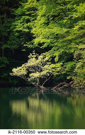 Ochikuchi Pond in Japan View Large Photo Image Stock Image - Ochikuchi Pond in Japan . Fotosearch