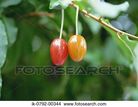 Oleaster Fruits Growing on Tree View Large Photo Image Picture - Oleaster Fruits Growing on Tree. Fotosearch