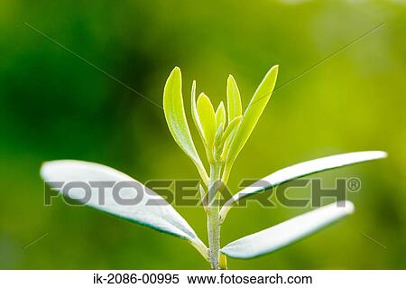 Oliva Leaves Growing in Spring View Large Photo Image Stock Photography - Oliva Leaves Growing in Spring. Fotosearch