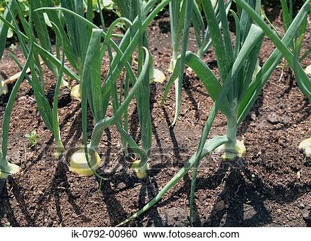 Onions Growing in Field View Large Photo Image Stock Image - Onions Growing in Field. Fotosearch