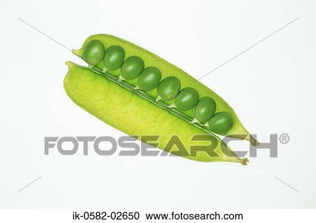 Open Pea Pod containing Peas View Large Photo Image Stock Image - Open Pea Pod containing Peas. Fotosearch