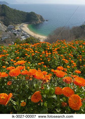 Stock Photo - Orange Marigolds Growing in a Field.. Fotosearch