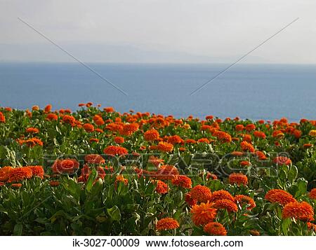 Orange Marigolds Growing Winter View Large Photo Image Stock Photo - Orange Marigolds Growing Winter. Fotosearch