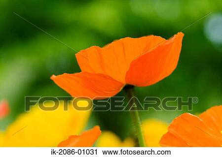 Orange Poppy Flower Blooming in Spring View Large Photo Image Stock Image - Orange Poppy Flower Blooming in Spring. Fotosearch