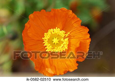 Orange Poppy Flower Blooming in Summer View Large Photo Image Stock Image - Orange Poppy Flower Blooming in Summer. Fotosearch