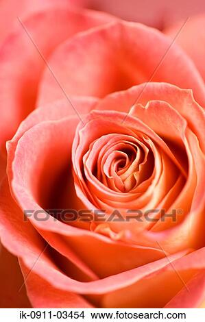 Orange Rose Flower Blooming in Springtime View Large Photo Image Picture - Orange Rose Flower Blooming in Springtime. Fotosearch